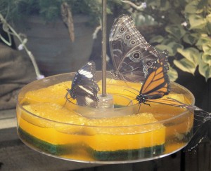 Butterflies at Bellagio Botanical Gardens
